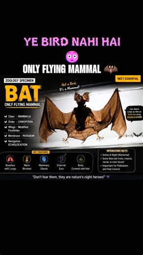 Bat Is NOT a Bird 😳 | Only Flying Mammal ##Bat #NEET #Zoology #BiologyShorts #NEETUG #neet2026 #neet