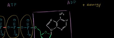 ATP: Adenosine triphosphate