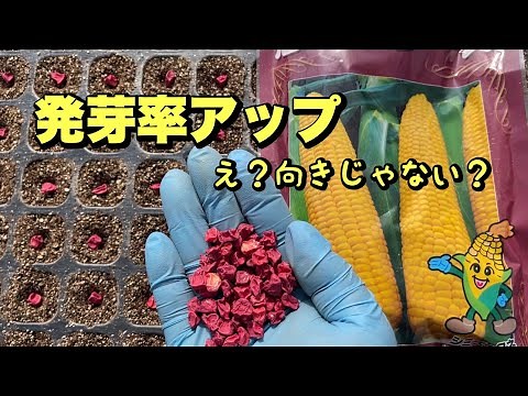 とうもろこしの種まきが始まりました 22/2/14