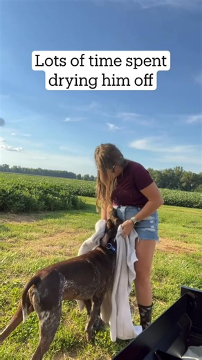 Training Tip Tuesday! 🧠 GSPs are brilliant but need mental stimulation to be happy. Today's tip: The 'Find It' Game. 1. Have your dog in a 'sit' or 'stay.' 2. Show them a high-value treat. 3. Say "Find It!" and toss the treat a short distance into the grass. 4. Release them to go sniff it out! This taps into their powerful nose and natural pointing instinct. It's a perfect 5-minute brain game! What's your favorite way to mentally tire out your pointer? Share in the comments! 👇 #GSPTraining #Do