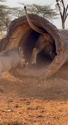 Unseen Hilarious Animals moments| Warthog Vs Lion 🦁#shortsfeed