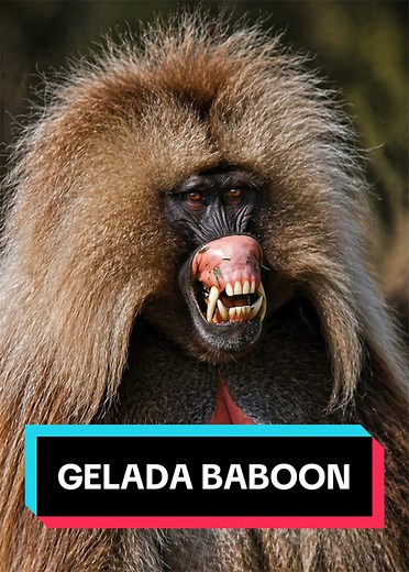 Gelada Baboon: The SCARIEST Herbivore?