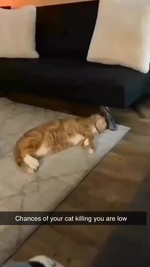 animal #annimal #funny