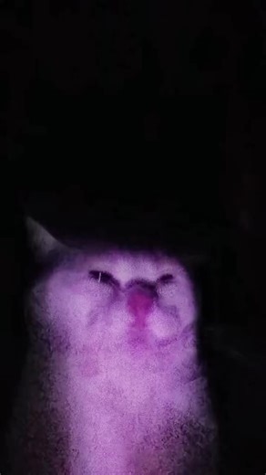 #cat #funny #douyin抖音 😹😹🫣