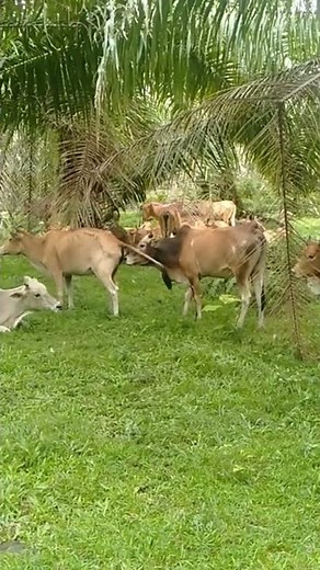 #shorts rangsangan Sudak keubun-ubun