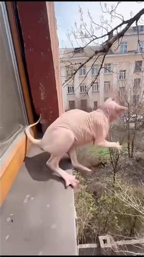 Sneak Peek of Funny Cat Fails! 😹 #FunnyCats #CatFails #CuteCats