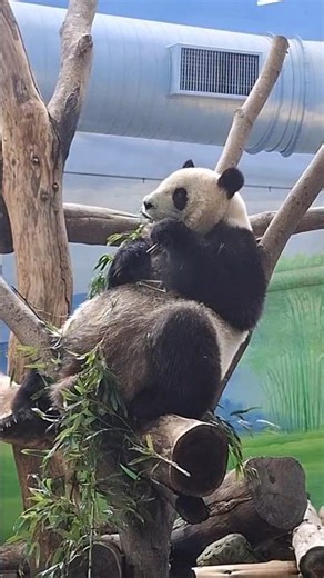I really want to stick a sticky note on Yuanzai's chubby belly. #animals #panda #cute #mukbang #h...