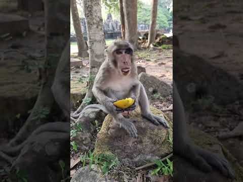 Feeding baby monkey and abandon #shorts