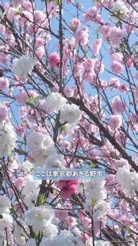 東京の桜巡り(09)💮知られざる桜の名所🌿日の出町の秘密の桜の名所