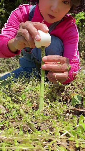 ゆかり先生の自然農法: アスパラガスとマヨネーズの新しい組み合わせ
