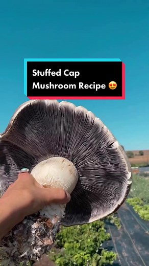Harvesting and cooking a giant Wine Cap Mushroom!! @themedicinecircle filmed this video after growing this giant in their garden and harvesting it for cooking!! For the freaking fungi, join the Mushroom Maniacs Club!! 🍄🍄🍄 #mushroom #mushrooms #fungi #mycelium #mushroomsociety #ecology #ecologytiktok #myceliummagic #shroooms #fantasticfungi #thefutureisfungi #naturelover #naturelovers #forestfinds #mushroomhunter #mushroomhuntingtips #mushroomforaging #mushroomforager #mushroomgrowing #satisfy