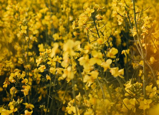 Our Story | Oaks Indian Mission