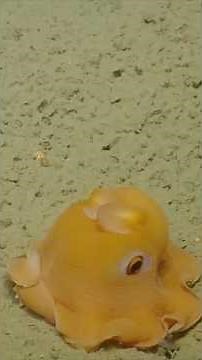 Flapjack Octopus Facts: Everything You Need to Know About This Adorable Deep-Sea Creature!