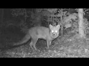 犬山に住む動物たち 「キツネ」