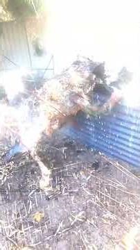 The Hyaene-Cerebus: A Field Guide to the "Neighborhood Glower"