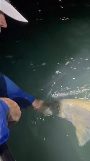 Snook on fly fishing release miami Biscayne bay Florida