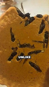 A Crunchy Adventure into Japan's Insect Cuisine—Would You Dare Take a Bite? | Latest Quiz and Riddles