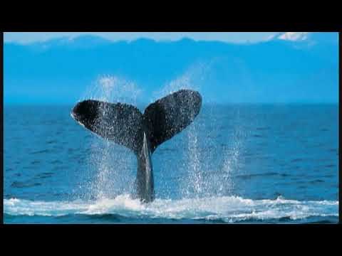 Windows 7 - Wildlife (Full Version)