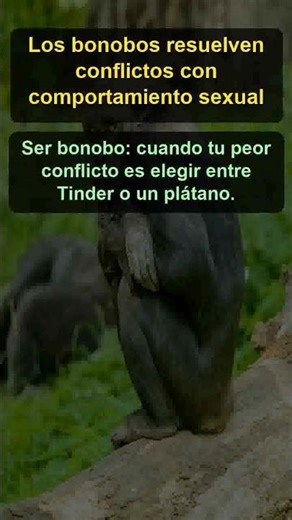 Los bonobos resuelven conflictos con comportamiento sexual