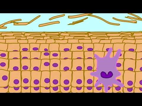 LANGERHANS CELLS IN EPIDERMIS