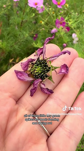 How to Save Cosmos Seed for Your Flower Garden