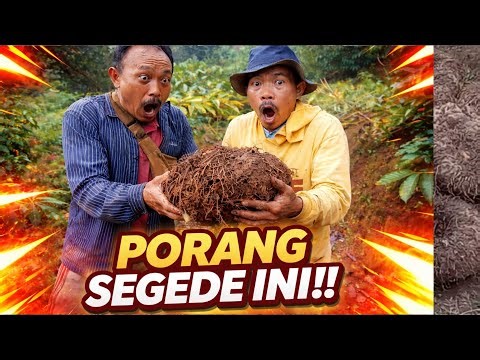 Rahasia Panen Porang Melimpah! Hasilnya Fantastis 💰