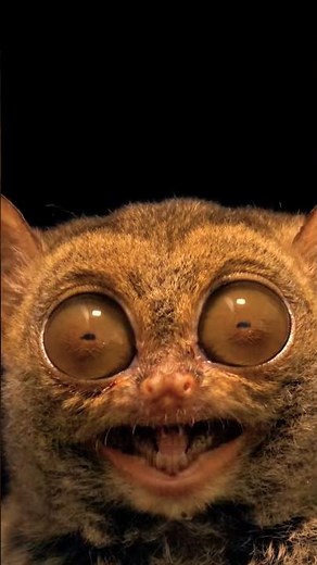 The Only Fully Carnivorous Primate on Earth 😳 | Meet the Tarsier