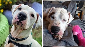 Mia has been at the RSPCA for almost 600 days but staff hope she'll find her forever home