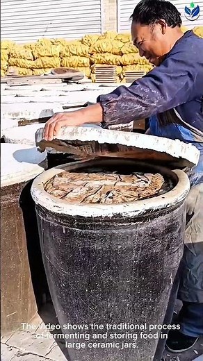 WATCH This ANCIENT Food Preservation Technique In Massive Outdoor Crocks 🥒✨