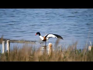 The Moment - Kenny G