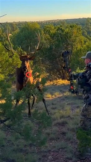 Massive Bull Elk Faces the Hunter | Incredible Bow Hunting Moment 🦌🏹 #hunting #animals #bowhunt
