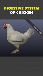 Digestive System Of Chicken 3D Animation #digestivesystem #chickendigestivesystem #chickenanatomy #digestive #digestion #digestiontips #fooddigestion #digestion #digestionoffood #medical3danimation #3dmedicalanimation #foodintopoop | Mix Dancing Events