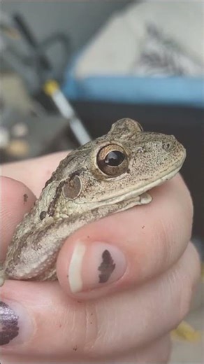 Huge cuban tree frog #animals #frog #cute #amphibians #frogs #shorts #fyp #yt #herping #herpetology