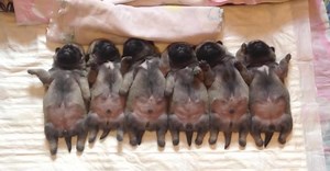 This Line Of Sleeping Pug Puppies Will Completely Mesmerize You