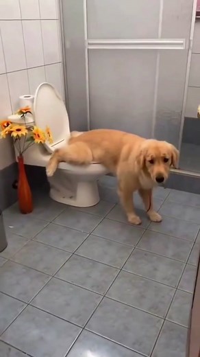 Labrador Puppy Videos Compilation