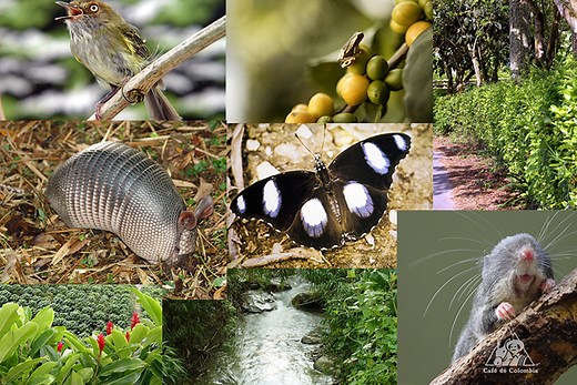 コロンビア、生物多様性のパラダイス