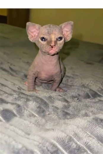 The Cat Becomes a Mother for the First Time😺😹#cat #kitten #love #mom #video