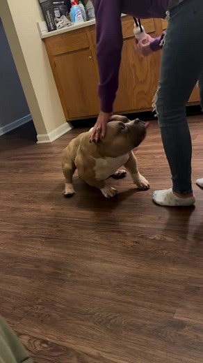 American Bully Dogs: Guide to the XL Bully Breed