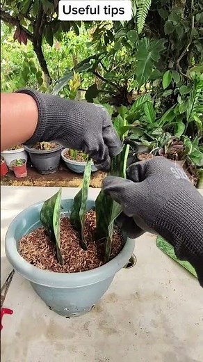 Sansevieria Leaf cutting propagation technique #multiply #tipsntricks #plantpropagation #gardening