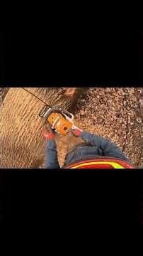 Bucking up logs and sending them off to the mill! #treeremoval #bigtimber