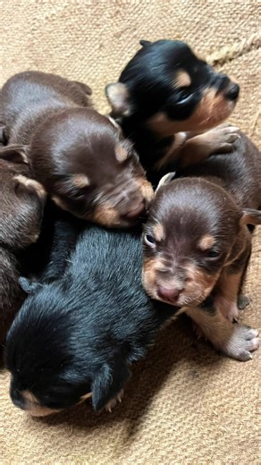 Discover the Joy of Puppies: Fun Facts and Care Tips