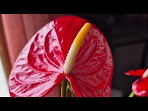 Pruning and trimming away yellowing and dead leaves from the Anthurium plant today.