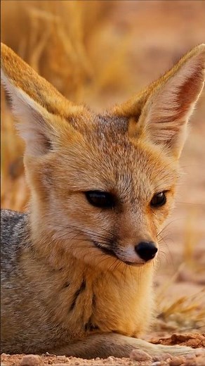 Cape Fox - Southern Africa's ONLY true fox