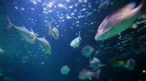 Tropical Fish Background Stock Footage SBV-300230246 - Storyblocks