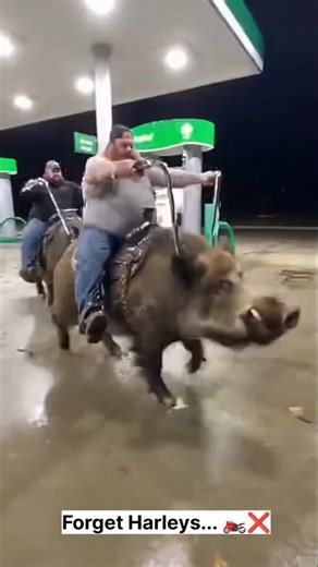 HOG RIDERRRRR in real life! 🐗💨⛽ #Shorts #HogRider #Funny