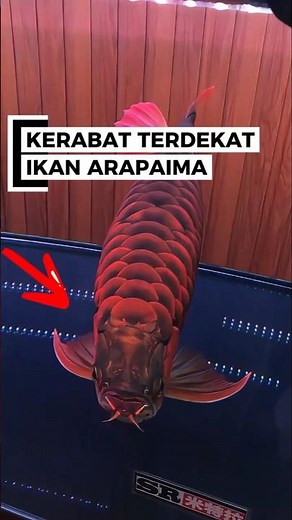 Wow, this ancient fish looks like Arapaima #fishing #fish #shorts