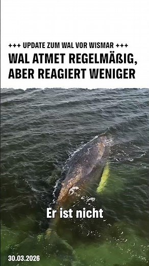 🐋 Marine biologist with new updates on the whale off Wismar | As of March 30, 2026 (morning)