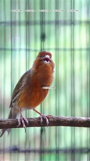 CANARY SONGBIRD #CANARY #CANARYSONGBIRD #CANARY #KENARI 36