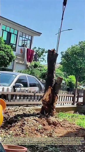 Pulling Roots Free: How Cranes Uproot Tree Stumps From Residential Ground