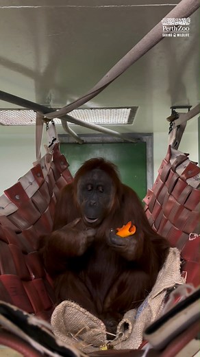 Rate that crunch! 😋 Sumatran Orangutans enjoy a rich and colourful diet full of delicious fruits and vegetables. As omnivores, they might even snack on things like honey and eggs! 📷 Keeper Teagan | Perth Zoo